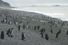 Penguins